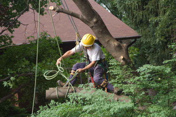 Best Root Management and Removal  in Pottsboro, TX