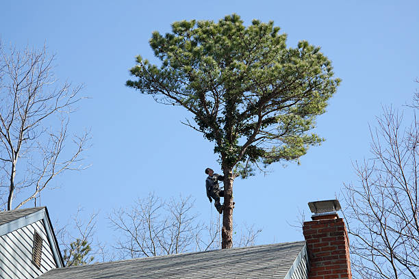 Best Hazardous Tree Removal  in Pottsboro, TX