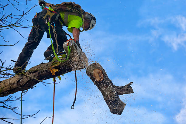 Best Leaf Removal  in Pottsboro, TX