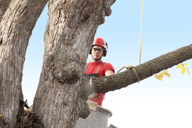 Best Tree Cabling and Bracing  in Pottsboro, TX